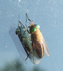 Tabanus fulvulus