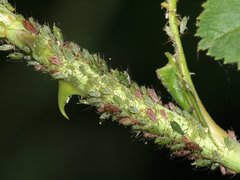Macrosiphum rosae