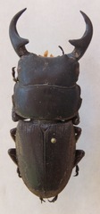Dorcus ritsemae volscens