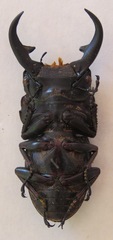 Dorcus ritsemae volscens