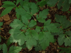 Pleurospermum austriacum