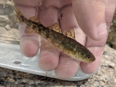 Microgadus tomcod