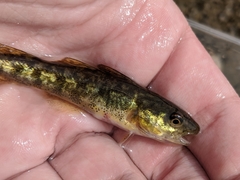 Microgadus tomcod