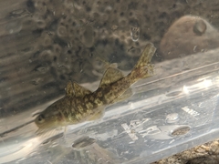 Microgadus tomcod