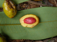 Pycnanthus dinklagei