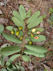 Pycnanthus dinklagei