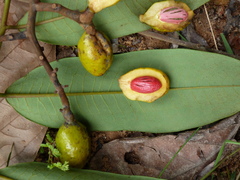 Pycnanthus dinklagei