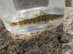 Microgadus tomcod