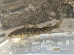 Microgadus tomcod