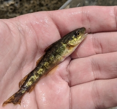 Microgadus tomcod