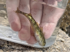 Microgadus tomcod