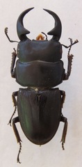 Dorcus ritsemae volscens