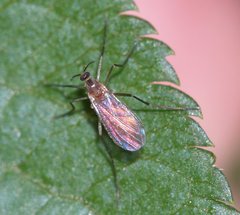 Sciaridae