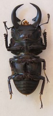 Dorcus ritsemae volscens