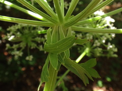 Pleurospermum austriacum