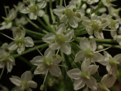 Pleurospermum austriacum