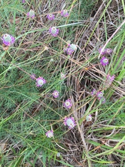 Dalea compacta pubescens