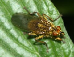 Scathophaga stercoraria