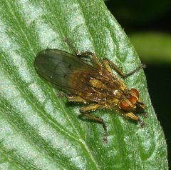 Scathophaga stercoraria