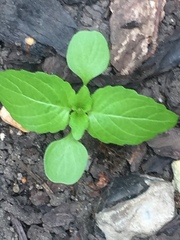 Mercurialis annua