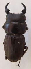 Dorcus ritsemae volscens