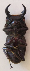 Dorcus ritsemae volscens