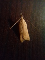 Dichomeris limosellus