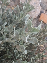 Limoniastrum monopetalum