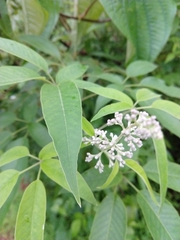 Vitex negundo negundo