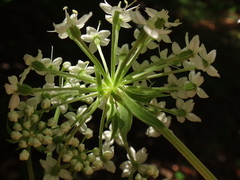 Pleurospermum austriacum