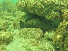 Cephalopholis panamensis