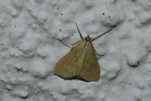 Sitochroa verticalis