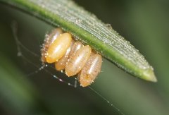 Lepidoptera