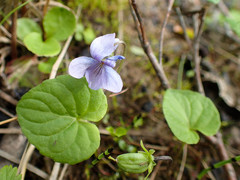 Viola epipsiloides