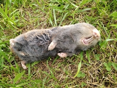 Nannospalax leucodon