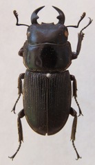 Dorcus ritsemae volscens