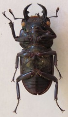 Dorcus ritsemae volscens