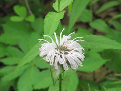 Monarda bradburiana