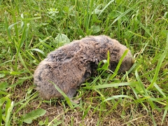 Nannospalax leucodon