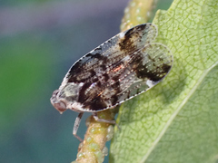 Cixius cunicularius