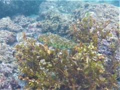 Sphoeroides lobatus