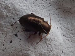 Chaetocnema hortensis