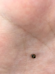 Coccinula quatuordecimpustulata