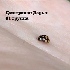 Coccinula quatuordecimpustulata