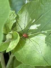 Leiobunum euserratipalpe