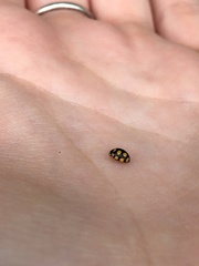 Coccinula quatuordecimpustulata