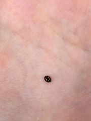 Coccinula quatuordecimpustulata