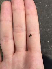 Coccinula quatuordecimpustulata