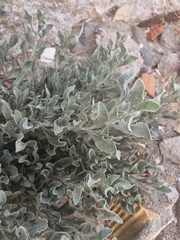 Limoniastrum monopetalum