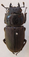 Dorcus ritsemae volscens